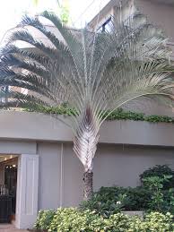 Image result for Dypsis decaryi