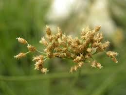 Image result for Fimbristylis