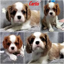 Eladó 6 hónapos kan Cavalier King Charles spániel kutya