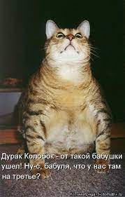 kotomatrica luchshie za maj 2014 smeshnye fotografii zhivotnyh smeshnye zhivotnye tolstye koty