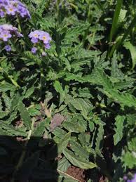 Image result for Heliotropium amplexicaule