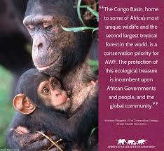 The Congo Basin Forest Partnership S 15th Meeting Of Partners Kicks Off This Week In Yaounde Cameroon Forest Conservation African Wildlife Wildlife Foundation