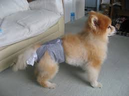 老犬 チャロの おむつカバーを作りました 涼のさんぽ道 犬 オムツ 犬 介護 おむつ