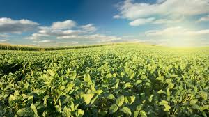 One of the modifications made to the crops is an added resistance to disease that would normally kill off the crops. Genetically Modified Soybean Gains Eu Commission Approval Euractiv Com