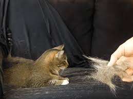 Lors de sa toilette, le chat lèche son pelage, et assure ainsi l'élimination des poils morts. Comment Se Debarrasser Des Poils De Chat A Tout Jamais Voici 5 Astuces