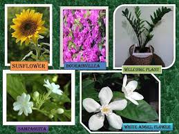 The Sunflower S Scientific Name Is Helianthus Annuus The Bougainvillea S Scientific Name Is Bougainvillea Glabra Angel Plant Plants Sunflower Scientific Name