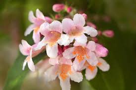 Image result for Kolkwitzia amabilis