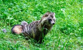 9 Of The Most Unique Animals That We Ve Ever Seen Animals Unique Animals Animals Beautiful
