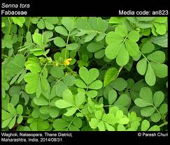 Image result for Senna tora