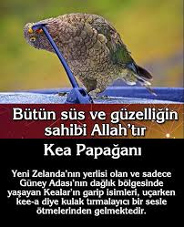 Adnan Oktar Operasyon Adnan Oktar Hapis Kedicikler Operasyon Kedicik Operasyon Kedicikler Hapis Ali Erbas Ersoy Dede Diyanet Yeni Zelanda Hayvanlar Iman