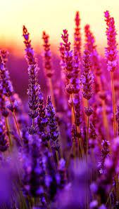 New Wallpapers For Iphone X Max Wallpaper Iphone Tumblr Anime But Iphone Xs Wallpapers Nature Photography Flowers Purple Flowers Wallpaper Spring Wallpaper