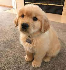 the cutest puppy of the day 24 pics page 13 viralovers com cutecutepuppies welpen susse welpen susse hunde welpen