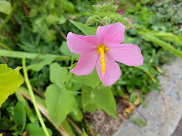 Image result for Pavonia clathrata