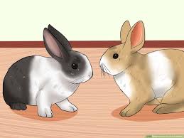 Check spelling or type a new query. How To Care For Dutch Rabbits With Pictures Wikihow
