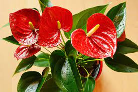 Check spelling or type a new query. What Types Of Soil And Containers Are Best For Anthurium Houseplants The Healthy Houseplant