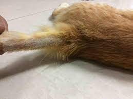 Spray over the entire cat, especially behind the ears, head, base of the tail and in the arms. My Cat Seems To Have Stud Tail Initially I Saw Black Deposit And Loss Of Hair And Took Him To The Vet For Which The Vet Prescribed Petcoach
