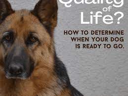 When you ultimately decide it's in your dog's best interest to give him the dignity of a painless death, there are some things you must. How To Determine A Dog S Quality Of Life Pethelpful