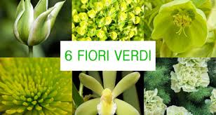 I nomi dei fiori particolari sono numerosissimi, le orchidee sono solo una delle tante famiglie in grado di offrire spettacoli per la vista e colpire per la stravaganza. Fiori Verdi 6 Idee Per Composizioni Originali Giardinaggio Fiori Animali E Centinaia Di Articoli Passo Passo