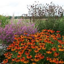 453 Me Gusta 5 Comentarios Auksė Manogardenstories En Instagram Helenium And Lythrum Plant Combinations Plants Instagram