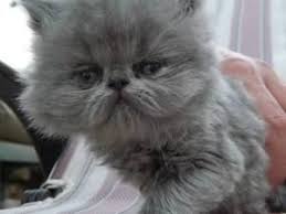 Pin On Purr Sian Cats