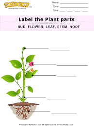 Download And Print Turtle Diary S Label The Plant Parts Worksheet Our Large Collection Of Science Worksheets Are A G In 2020 Plants Worksheets Parts Of A Plant Plants