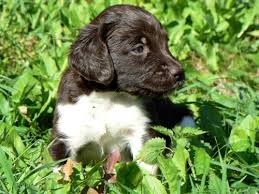 Image result for Malý münsterlandský ohař