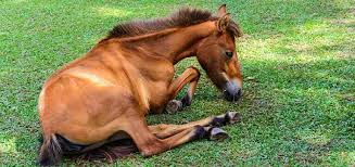 Cette vaine tentative d'utilisation de la forme négative (c'est pas la mort du petit cheval) tendant à poser une distance ironique entre un événement. Ataxie Chez Le Cheval Symptomes Causes Et Traitement Classequine