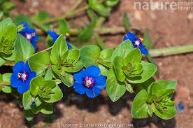 Image result for Lysimachia arvensis