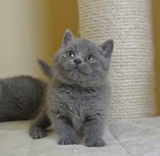 British long hair company,is the best and legit website where you can buy your kittens and cats like brithish longhair kittens,british shorthair kittens,and american shorthair kittens.this company make sure that all their kittens are well train,good health conditions. British Shorthair Kittens For Sale Whatsapp Me If Interested Whatsapp Me 23765 For Sale Philippines Find New And Used British Shorthair Kittens For Sale Whatsapp Me If Interested Whatsapp Me 23765 For Sale