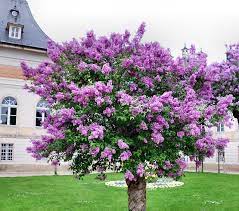 Free Image On Pixabay Lilac Tree Common Lilac Lilac Tree Flowering Trees Myrtle Tree