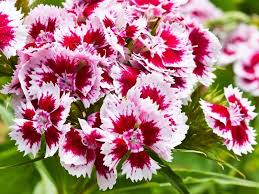 Retro flowers pink and white petaled flowers transparent. 55 Best Pink Flowers With Names And Pictures Florgeous