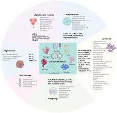 Image result for Pimpinella sp. A. of FZ 4: 594