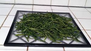 We did not find results for: Dehydrating Frozen Green Beans In An Excalibur 3900 Series Dehydrator Youtube