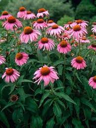 Echinacea Purpurea Bluestone Perennials Echinacea Purpurea Flowers Perennials Echinacea