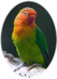 オウム病（psittacosis、parrot fever）とは、クラミジアの一種である、オウム病クラミジア（chlamydophila psittaci あるいはchlamydophilia abortus）の感染によって生ずる人獣共通感染症。 ã‚ªã‚¦ãƒ ç—…ã«ã¤ã„ã¦