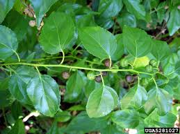 Image result for Colubrina asiatica