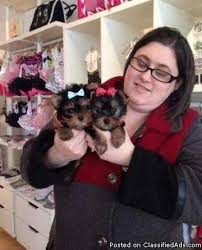 Bringing happiness from our home to yours we are glad to be #1 source in the world for the tiniest and most exquisite puppies. Affordable Micro Teacup Yorkie Puppies For Sale In Chicago Illinois Best Pets Online