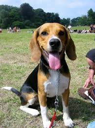 Thirty years ago, the number of pets killed in shelters was 17 million per year. 38 Best Beagle Colors Ideas Beagle Beagle Colors Beagle Puppy