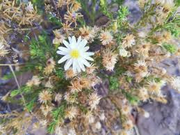 Image result for Felicia clavipilosa