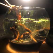 The water chemistry is going to change over time unless. So Excited About This I Propagated Plants From My 10g Betta Tank And Added Some Dwarf Water Lettuce From My Lfs Pink Ramshorn Snails Will Hang Out Eventually Day One Jarrariums
