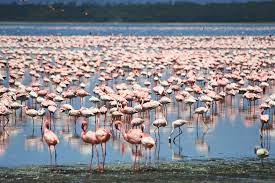 Rehabilitierung und rettung des nashorns. Nakuru See Artenreicher See In Herrlicher Lage