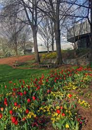 Tulips In The Spring At The Carter Center Outdoor Grounds Farmland