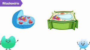 Animal cell and plant cell youtube. The Difference Between An Animal Cell And A Plant Cell Youtube