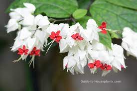 Toxic plants by common name table 4: Bleeding Heart Vine Aka Glorybower Clerodendrum Thomsoniae