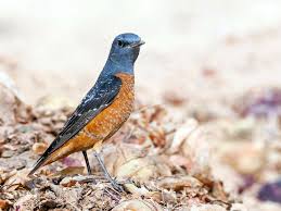 Image result for Corchorus saxatilis