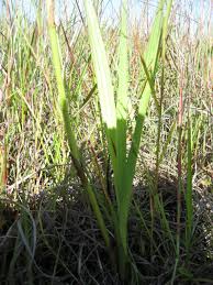 Image result for Eulophia angolensis