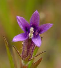 Image result for Monopsis