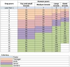 dog years to human years calculation importance ways to