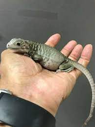Baby Rhino Iguana Iguana Pet Baby Iguana Iguana