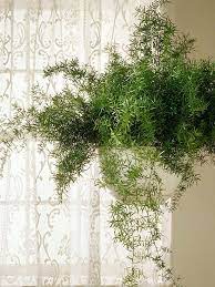 Asparagus Fern Hanging Plants Indoor Asparagus Fern Plants